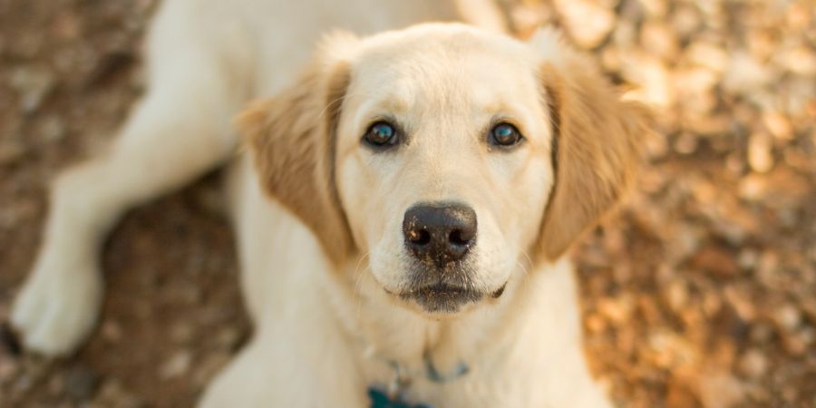 Golden retriever dog puppy portrait close up looking at the camera and smiling. Occupational safety hazards article.