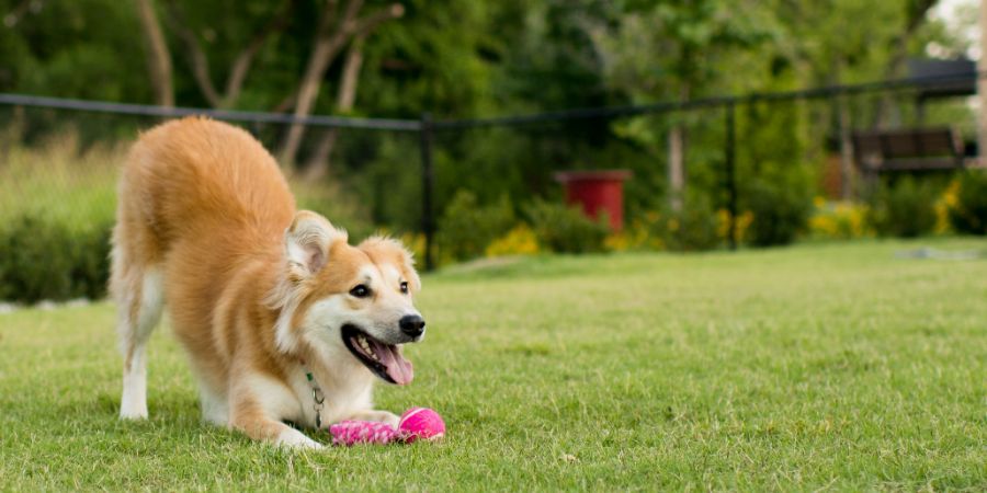Happy Dog Playing at the Park with Toy. Dog daycare article.