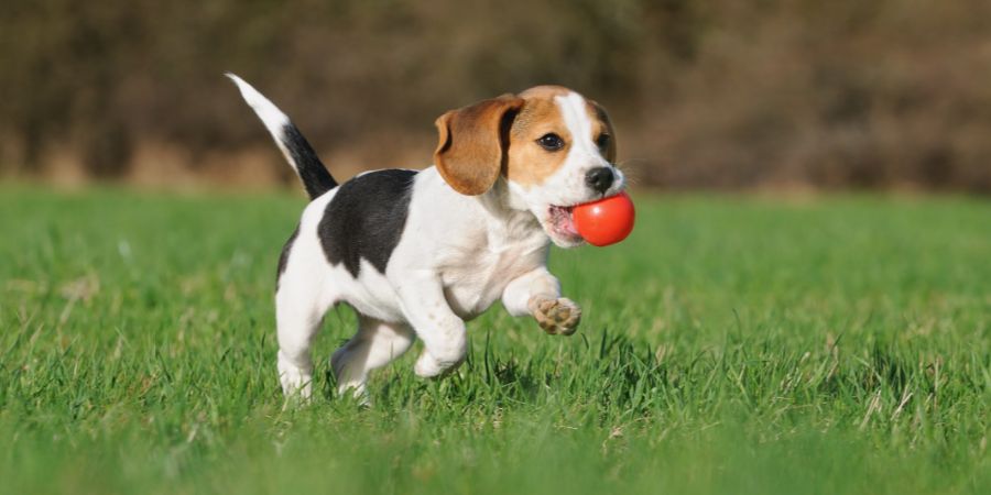 cute Beagle puppy 3 months running happy over the meadow with a red ball. Dog daycare article.