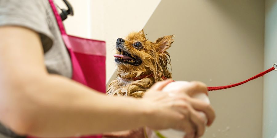 Why your dog grooming business is losing money in-post image 1