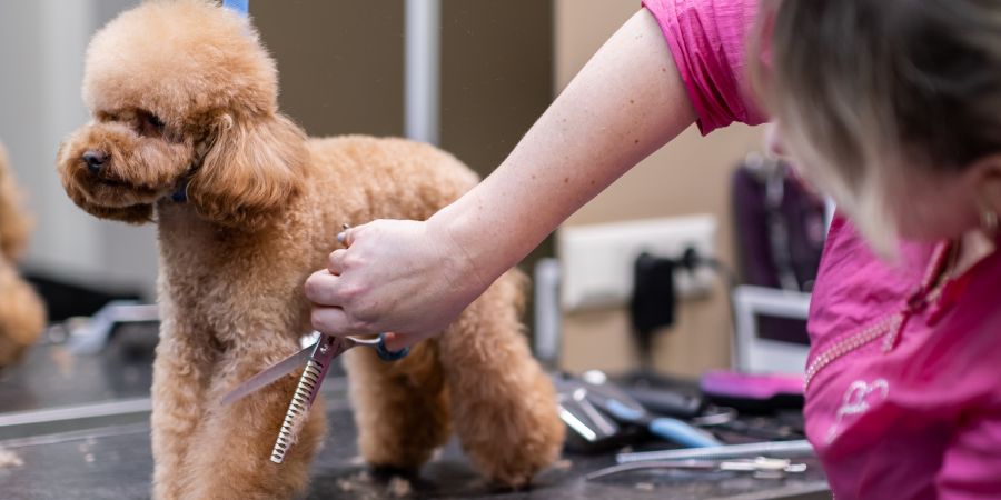 Why your dog grooming business is losing money in-post image 3