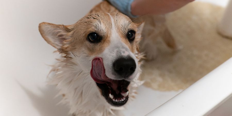 Corgi doggets hair cut at home Pet Spa Grooming Salon. Closeup of Dog. The dog is trimmed and brushed, groomer concept. Busing losing money article.