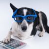 Why your dog grooming business is losing money Feature Image