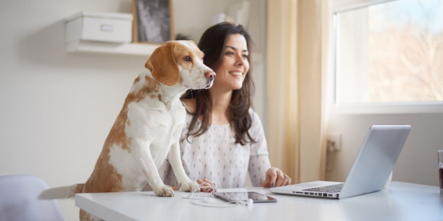 Businesswoman looking through window with her dog in home office . Businesswoman in thirties concept. Pet article.