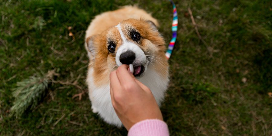 corgi dog against the background of grass eats a treat from the hands of the owner, view from above. High quality photo. Pet article.