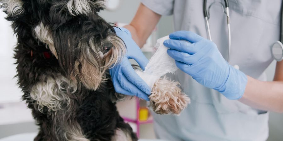 Close up view of the dog getting bandage after injury on his leg at the veterinary clinic. Pet health care, medical treatment, first aid concept